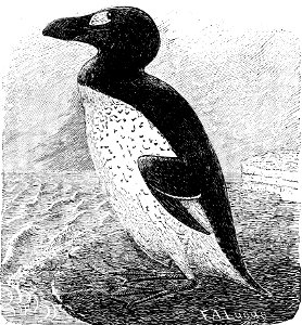 PSM V33 D474 The great auk. Free illustration for personal and commercial use.