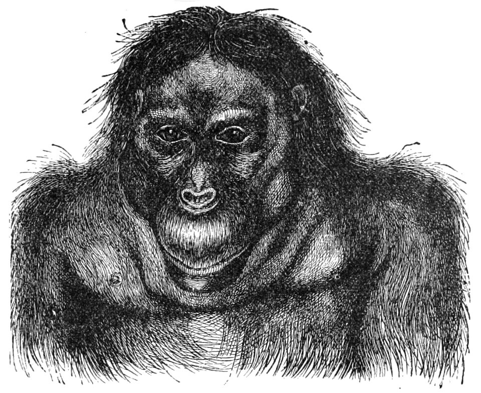 PSM V28 D771 Head and shoulders of an aged orangutan