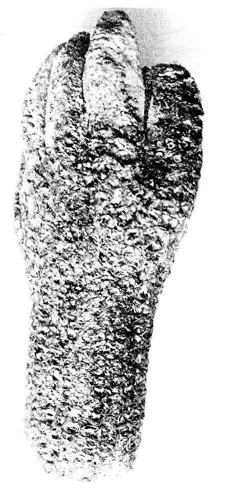 PSM V42 D340 Malformed cob of corn