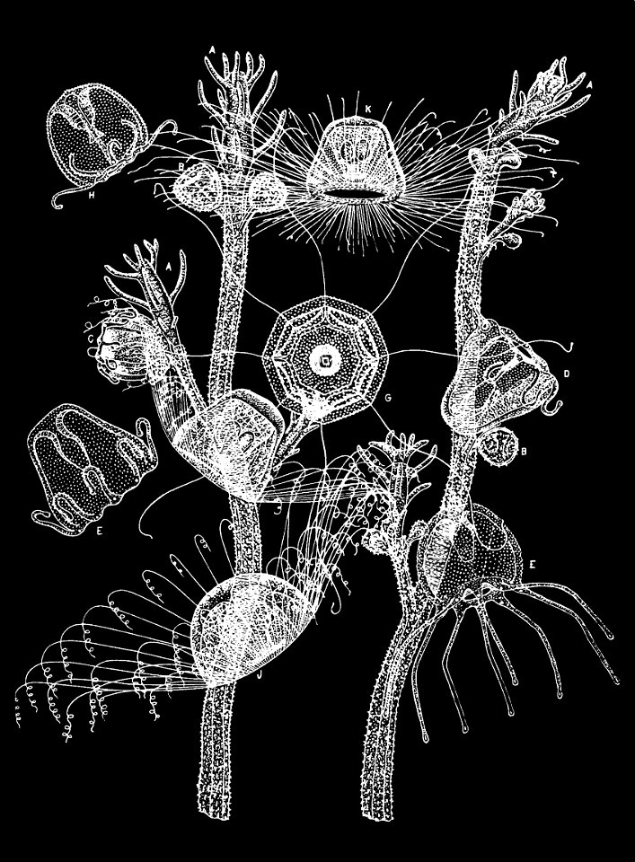 PSM V33 D765 Turritopsis