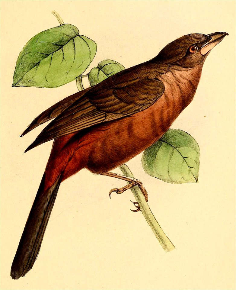 Ramphocelus bresilius female 1841