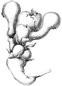 PSM V42 D338 Malformed vegetable