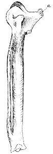 PSM V42 D703 Left carpo metacarpus from the hand of an extinct swan