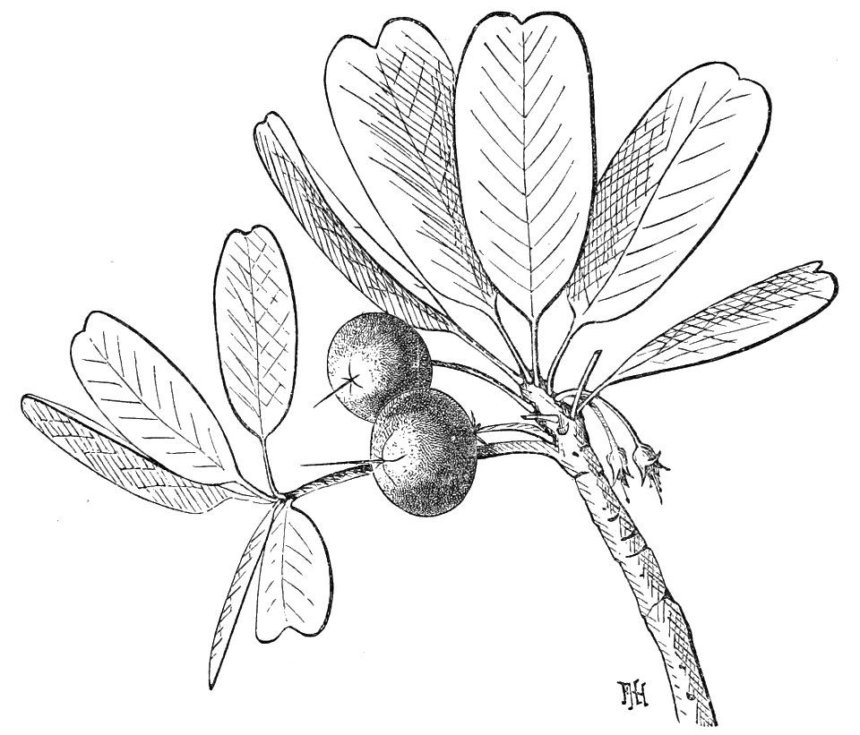 PSM V32 D339 The wild sapodilla sapota achras