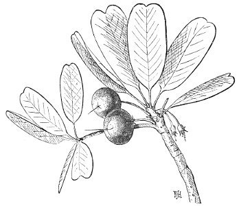 PSM V32 D339 The wild sapodilla sapota achras