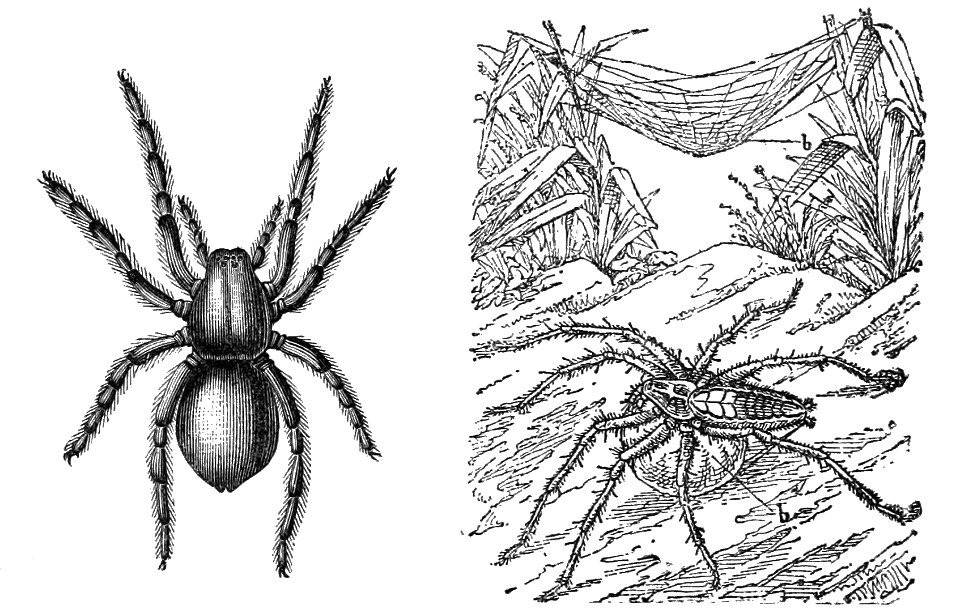 PSM V33 D811 Wolf and hunting spider