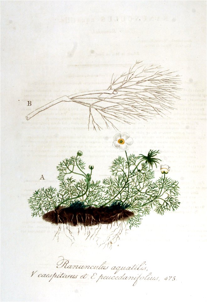 Ranunculus aquatilis — Flora Batava — Volume v6