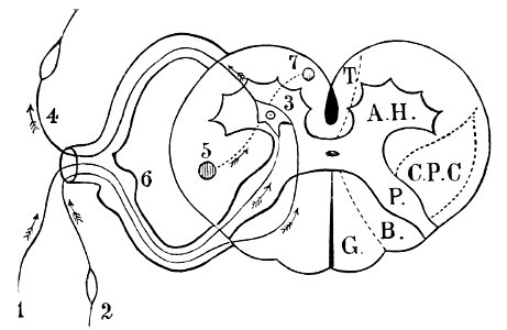 PSM V42 D025 Diagrammatic representation of the reflex arc