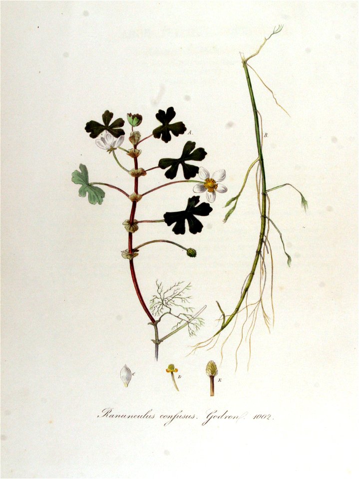 Ranunculus confusus — Flora Batava — Volume v13