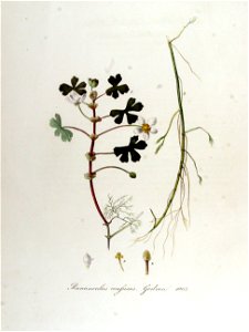 Ranunculus confusus — Flora Batava — Volume v13