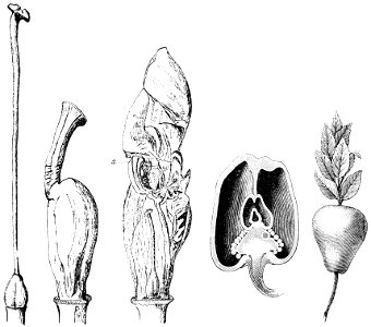 PSM V42 D337 Malformed vegetables