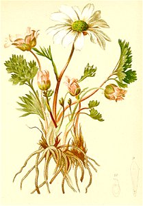 Ranunculus anemonoides Atlas Alpenflora