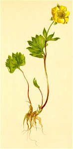 Ranunculus pythora Atlas Alpenflora