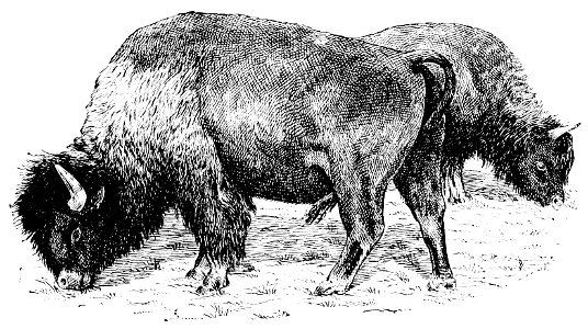 PSM V34 D799 Full blood domesticated buffaloes