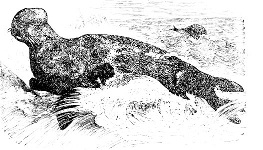 PSM V34 D346 The hooded seal stemmatopus cristatus