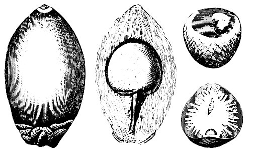PSM V36 D390 Fruit and nut of betel palm