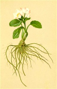 Ranunculus parnassifolius Atlas Alpenflora