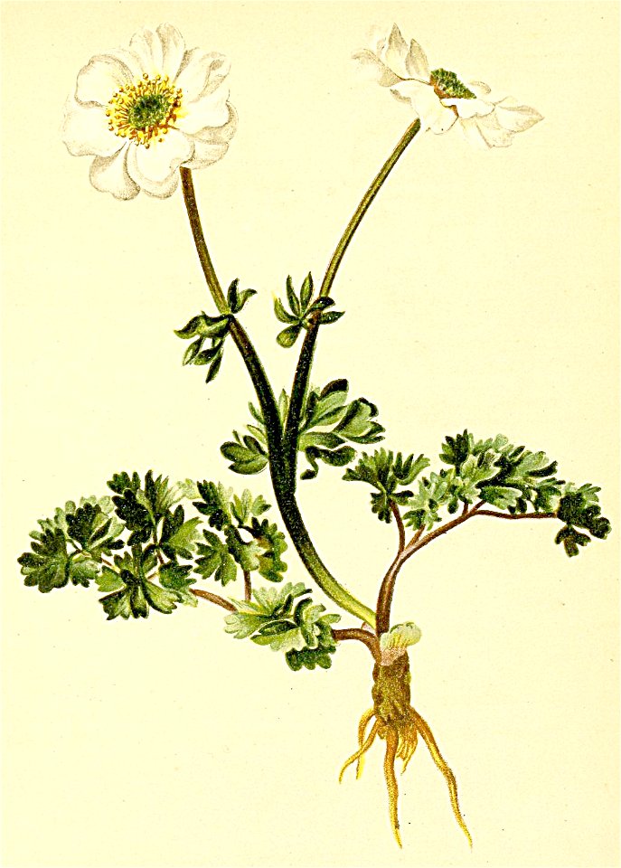 Ranunculus rutaefolius Atlas Alpenflora