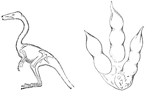 PSM V34 D489 Compsognathus and footprint of brontozoum