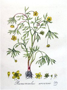 Ranunculus arvensis — Flora Batava — Volume v4