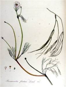 Ranunculus fluitans — Flora Batava — Volume v13