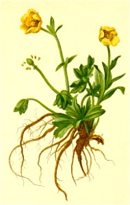 Ranunculus carinthiacus Atlas Alpenflora. Free illustration for personal and commercial use.