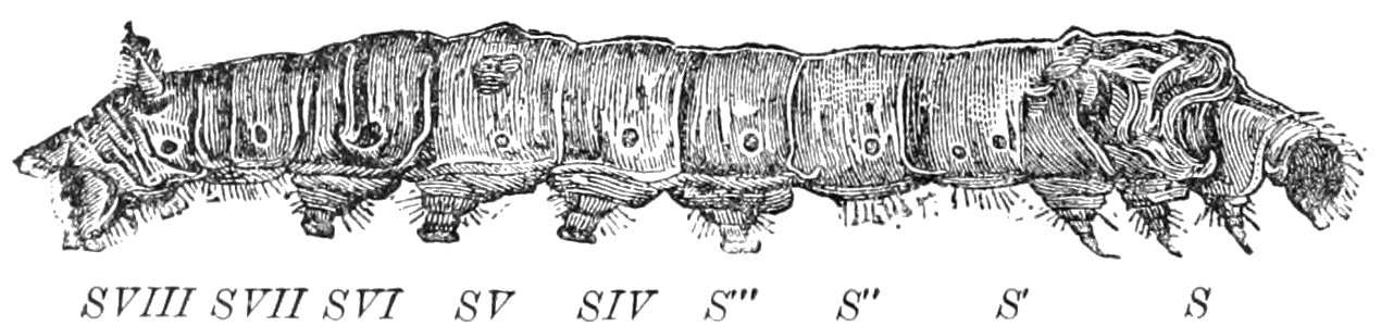 PSM V39 D248 Disposition of the stigmata of the silkworm. Free illustration for personal and commercial use.