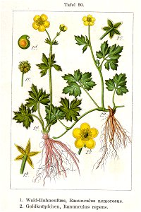 Ranunculus spp Sturm50