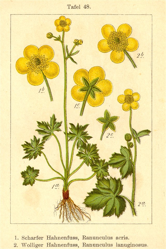 Ranunculus spp Sturm48