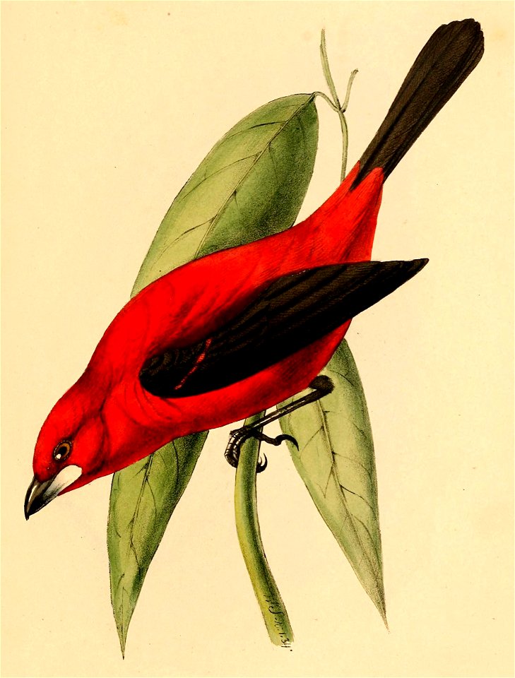 Ramphocelus bresilius male 1841