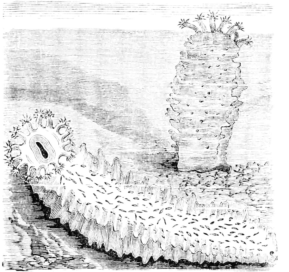 PSM V42 D534 Sea cucumber