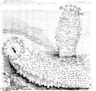 PSM V42 D534 Sea cucumber