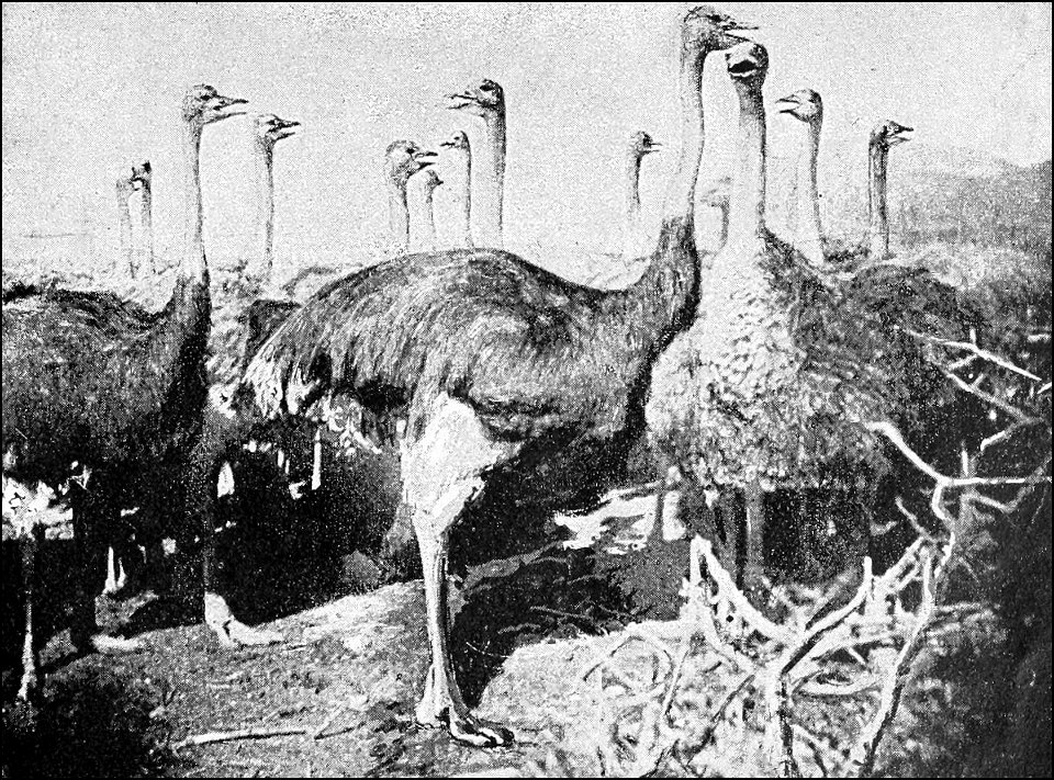 PSM V39 D801 Ostriches in a hot wind