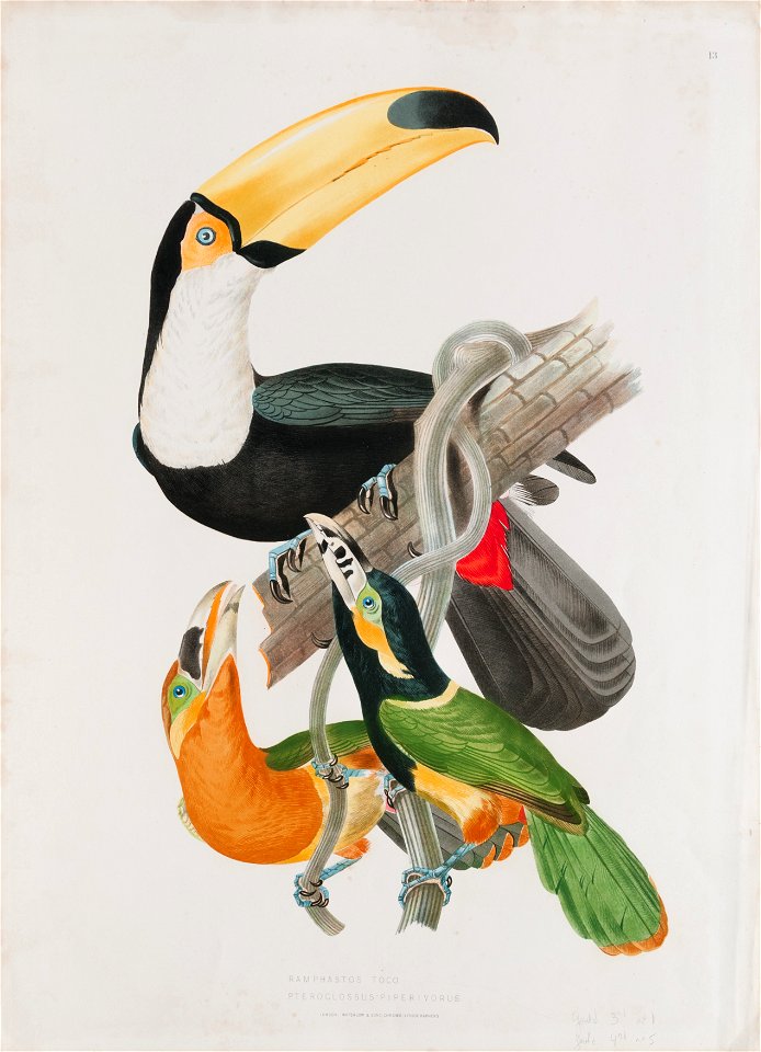 Ramphastos toco - Pteroglossus piperivorus, da Coleção Brasiliana Iconográfica
