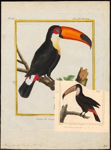 Ramphastos toco - 1700-1880 - Print - Iconographia Zoologica - Special Collections University of Amsterdam - UBA01 IZ19300230