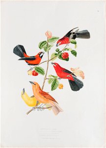 Ramphocelus jacapa - Ramphacelus nigrogularis - Ramphocellus brasilens - Pyranga mississipensis, da Coleção Brasiliana Iconográfica