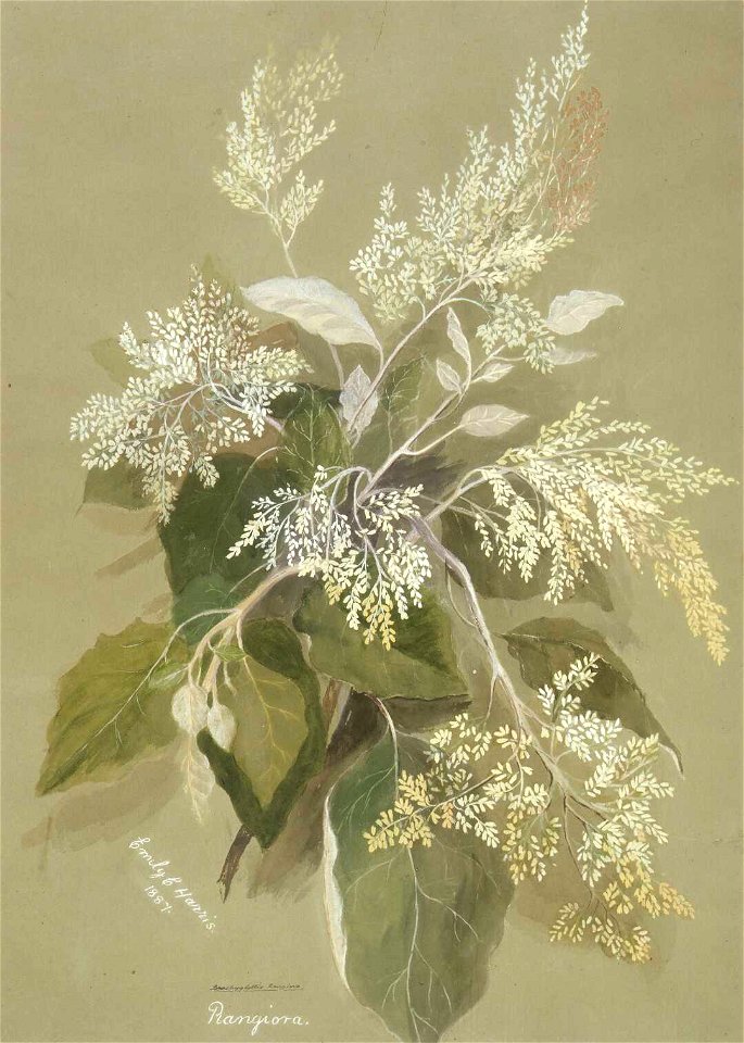 Rangiora. Brachyglottis rangiora. 1887. by Emily Cumming Harris