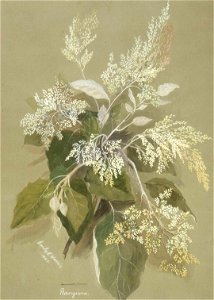 Rangiora. Brachyglottis rangiora. 1887. by Emily Cumming Harris