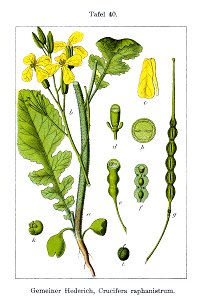 Raphanus raphanistrum - Deutschlands flora in abbildungen nach der natur - vol. 6 - t. 40 - clean. Free illustration for personal and commercial use.