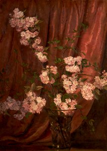 Ranken, William Bruce Ellis; Double Japanese Cherry