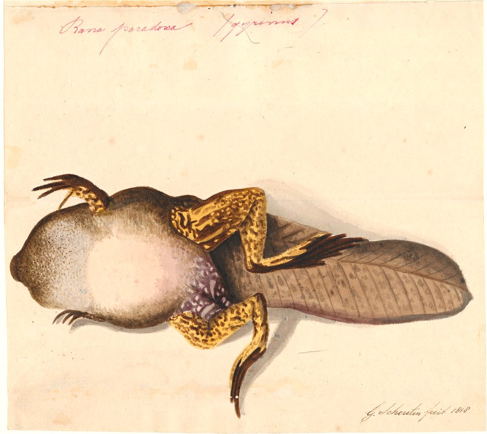 Rana paradoxa - 1818 - Print - Iconographia Zoologica - Special Collections University of Amsterdam - UBA01 IZA1000682