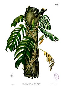 Raphidophora pertusa Blanco2.339