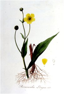 Ranunculus lingua — Flora Batava — Volume v7