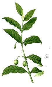 Randia densiflora Blanco1.56-cropped
