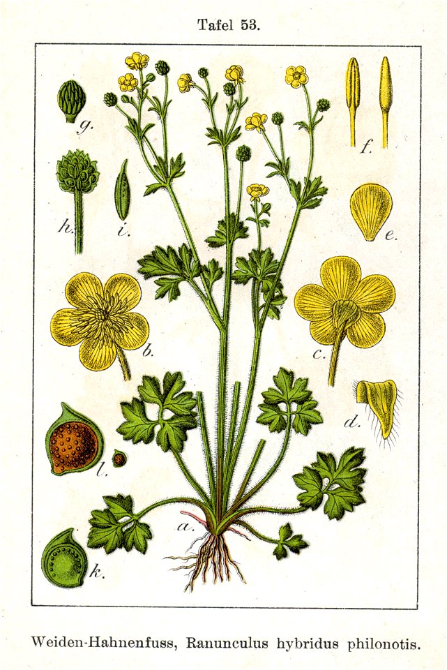 Ranunculus X Sturm53