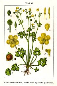 Ranunculus X Sturm53