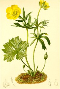 Ranunculus montanus Atlas Alpenflora. Free illustration for personal and commercial use.
