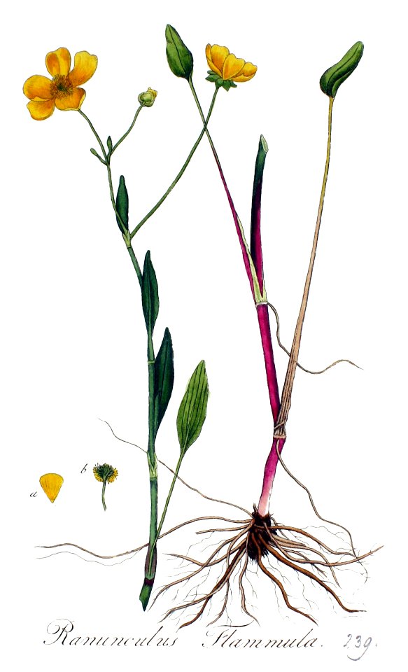 Ranunculus flammula — Flora Batava — Volume v3
