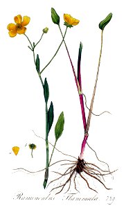 Ranunculus flammula — Flora Batava — Volume v3