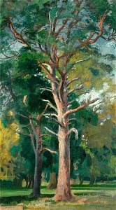 Ranken, William Bruce Ellis; The Scotch Fir